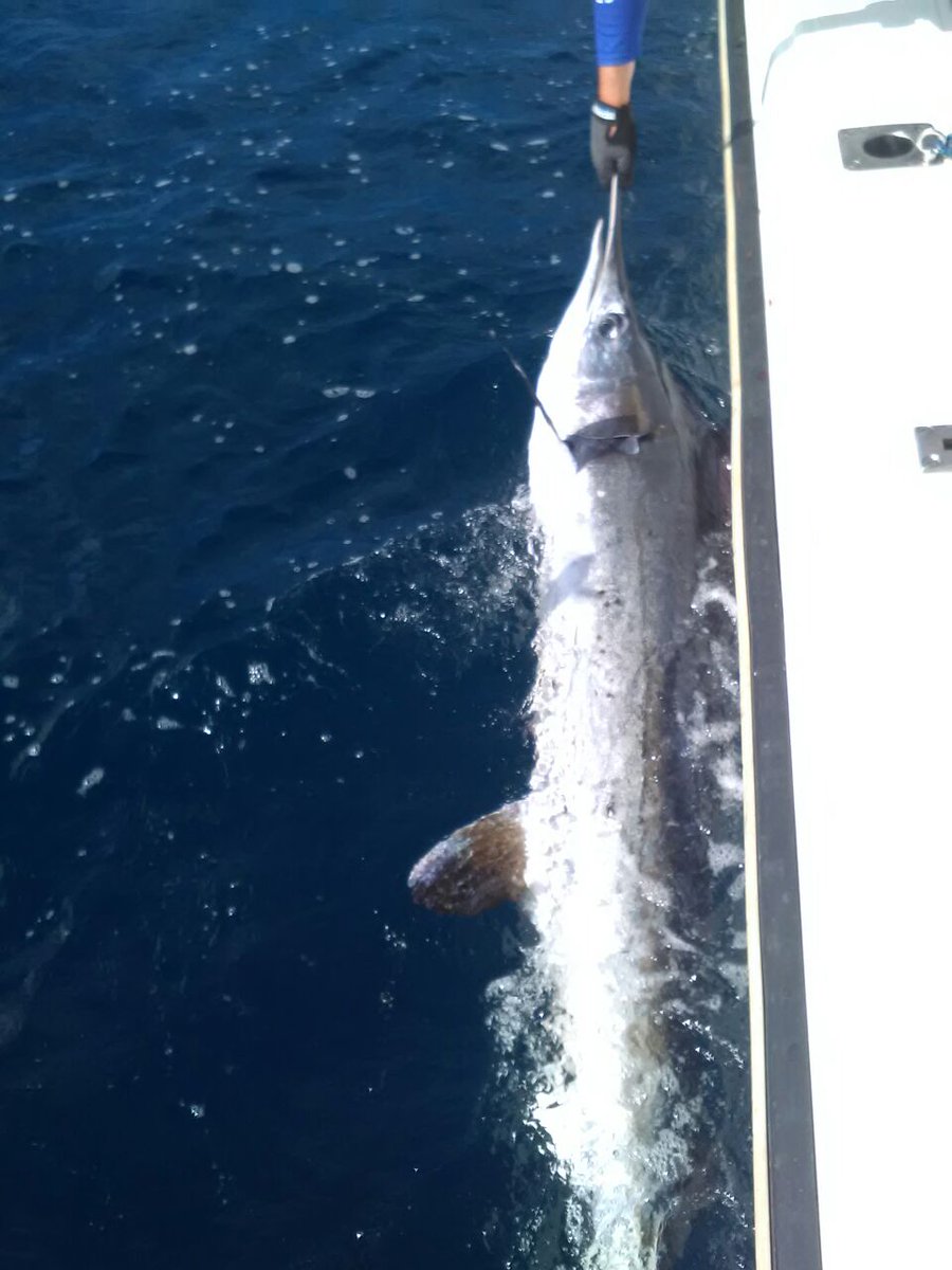 @Big_Catch1 #WhiteMarlin #catchandrelease #bigtlures <a href="/Kempy6/">Justin Kemp</a> <a href="/CapeTown/">ᑕᗩᑭE TOᗯᑎ</a>