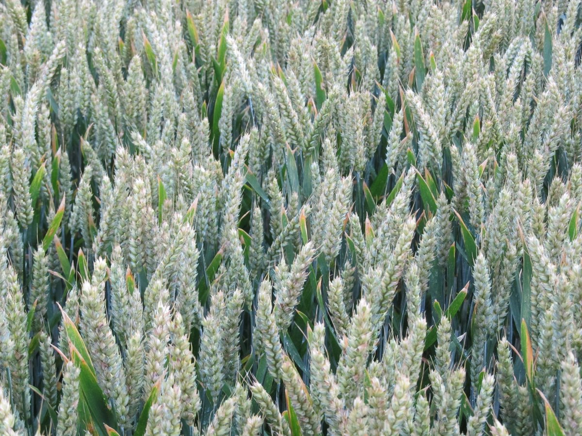 ARTERRIS11's tweet photo. Depuis quelques mois, 2 agréments pour les filières tracées d'Arterris : IRTAC pour les blés tendres, SOJADOC pour le soja alimentaire. https://t.co/p9sU2okhRy