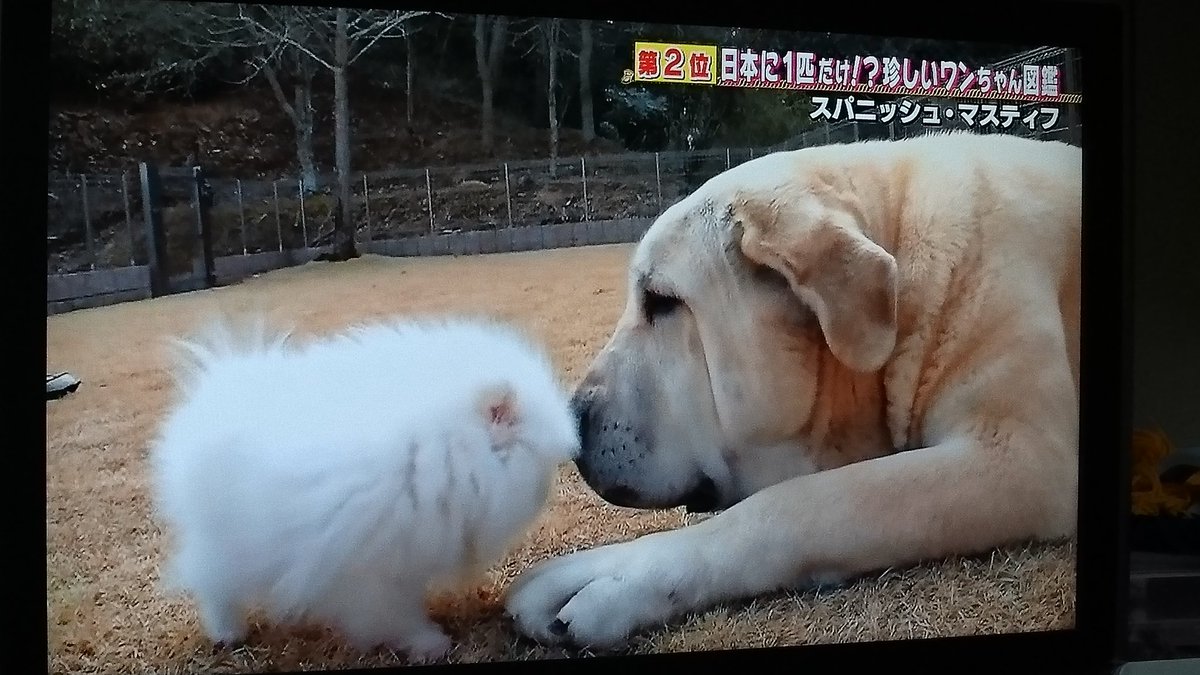 Cmj En Twitter スパニッシュマスティフ どうぶつピース わんこ かなりな大型犬だけど タフタフなラブラドールみたいでかわいい Cmj En Twitter スパニッシュマスティフ どうぶつピース わんこ かなりな大型犬だけど タフタフなラブラドールみたいでかわいい