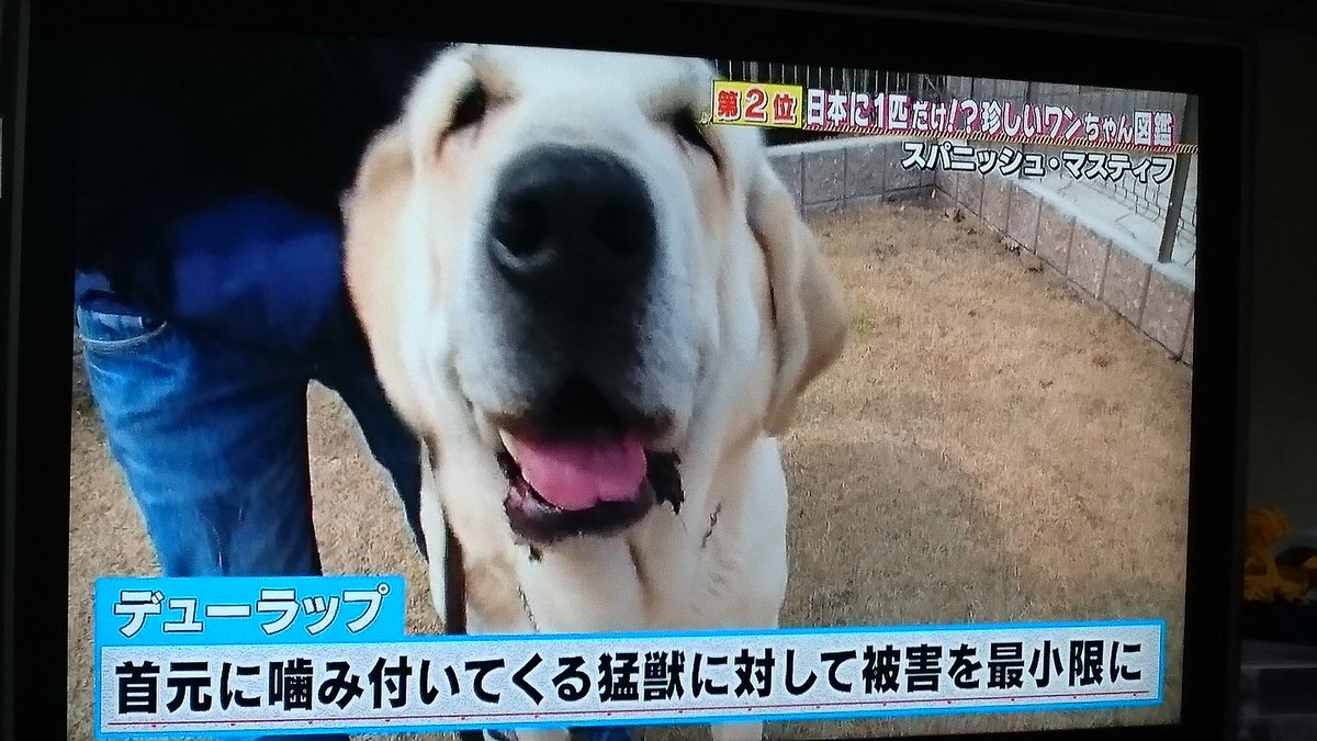 Cmj En Twitter スパニッシュマスティフ どうぶつピース わんこ かなりな大型犬だけど タフタフなラブラドールみたいでかわいい Cmj En Twitter スパニッシュマスティフ どうぶつピース わんこ かなりな大型犬だけど タフタフなラブラドールみたいでかわいい