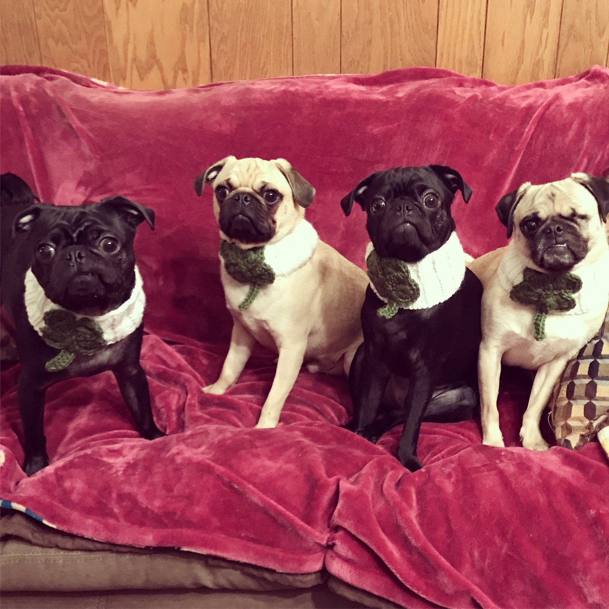 Walter_the_pug's tweet photo. ☘️☘️☘️💚💚💚 Happy St. Puggy's Day...err, St. Patrick's Day 💚💚💚☘️☘️☘️ #ThePittsburghGrumble #HappyStPatricksDay https://t.co/ckpLJZjMW9