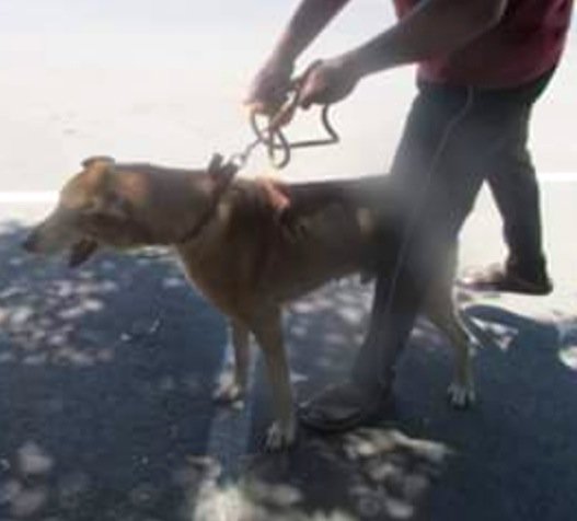 GAWT_Goa's tweet photo. Our next Anti #Rabies Vaccination &amp; Adoption Meeting is in #Betalbatim #SouthGoa Sun 19 March #PublicHealth #GoaNews https://t.co/t89SMkgFOk