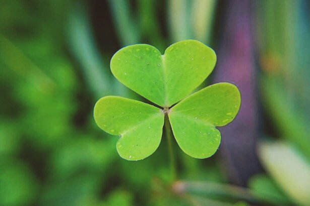 AngelosPreston's tweet photo. Happy  #StPatricksday to all our Irish friends! https://t.co/C7T08CZCo2
