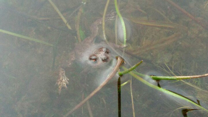 SKEnvironmental's tweet photo. We joined up with Neil Madden &amp; his team of ecologists from @ArcadisUK for a pre-season newt refresher/training session #GCN #newts #ecology https://t.co/ty3bbkOGPK