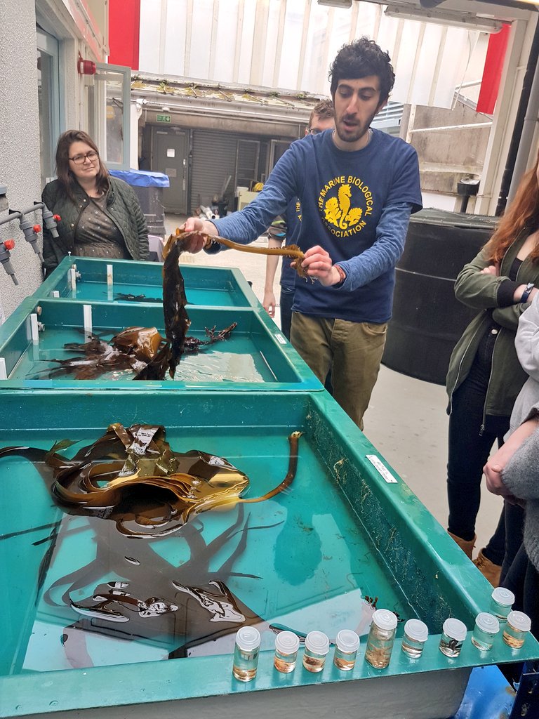 thembauk's tweet image. Graham explains how this invasive Japanese kelp reached the UK! @WakameWatch #BSW17 @ScienceWeekUK #DemoDay17