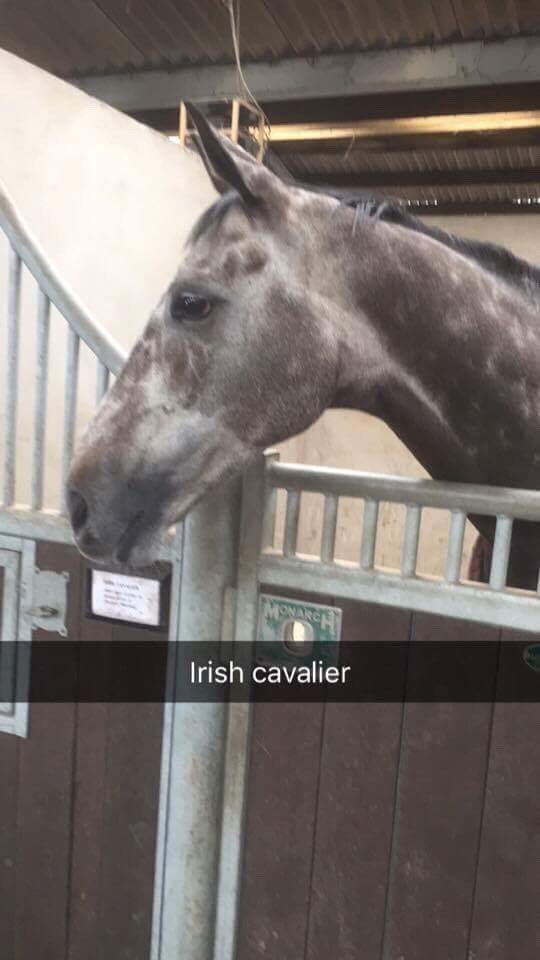 jjvetphysio's tweet photo. Good luck today 🐴🏆 #goldcup #CheltenhamFestival https://t.co/rcEbcgilCu