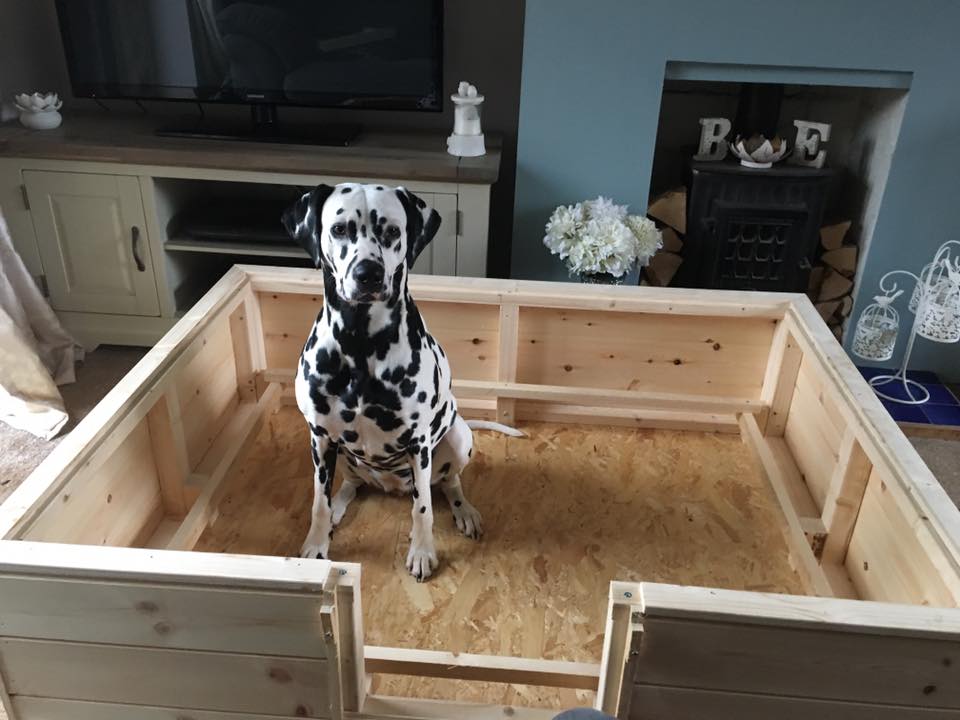 Sterling_OSB's tweet photo. Beautiful Cali the #dalmatian in her #SterlingOSB base #WhelpingBox! Puppies due in 4 weeks. Wishing a safe delivery with your pups Cali! https://t.co/bDtDNZboyH