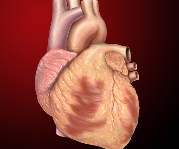 220Triathlon's tweet image. How does exercise affect the heart? We explain the key affects &amp;amp; adaptations it has on your cardiovascular system
bit.ly/2ngSXXB