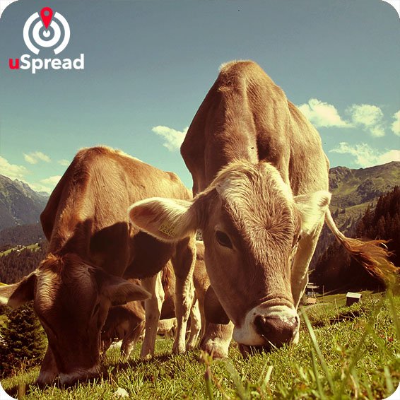 uSpread_'s tweet photo. LocalFacts: Did you know that there are more cows than people in New Zealand? New Zealanders .. https://t.co/XPwwXesUCj #newzealand #cows https://t.co/arTS4GTquA