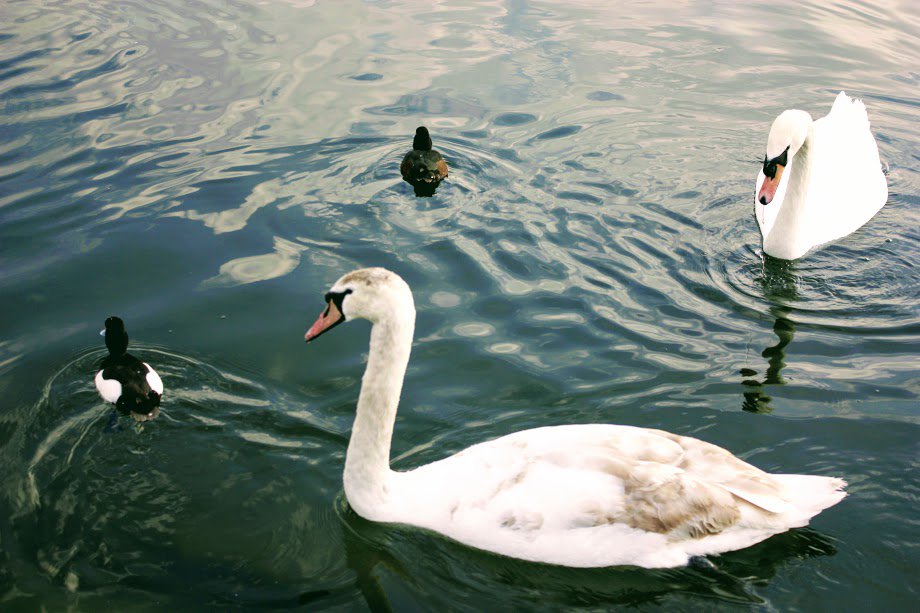 GeorgeMorina's tweet image. #photography @ #HydePark #London United Kingdom,#photo © #GeorgeMorina