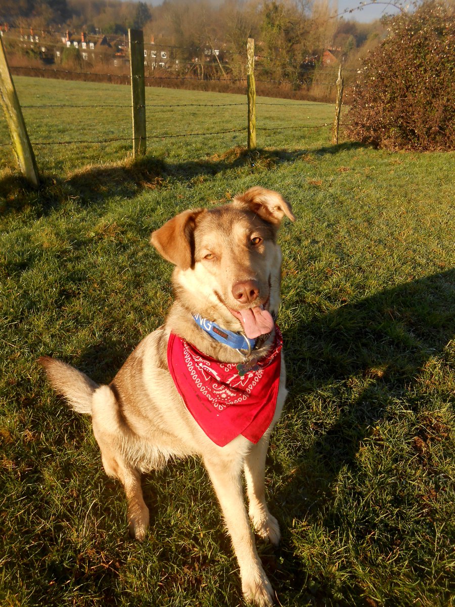 All the more reason to adopt! Womblefox is a unique mixture of 3 of my favourite breeds but being a cross makes her healthier #AdoptDontShop