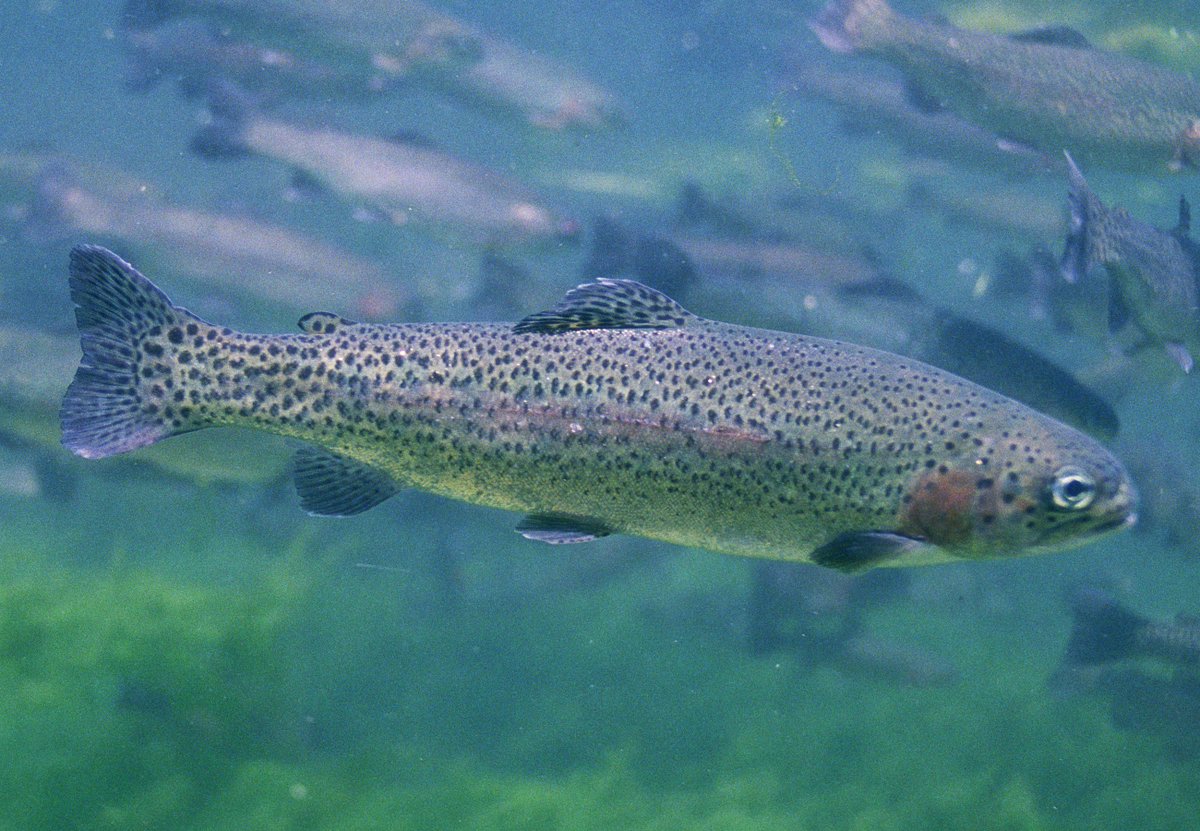 FishFrome's tweet image. When are we going? tinyurl.com/moe4syz #trout #somerset #frome #flyfishing