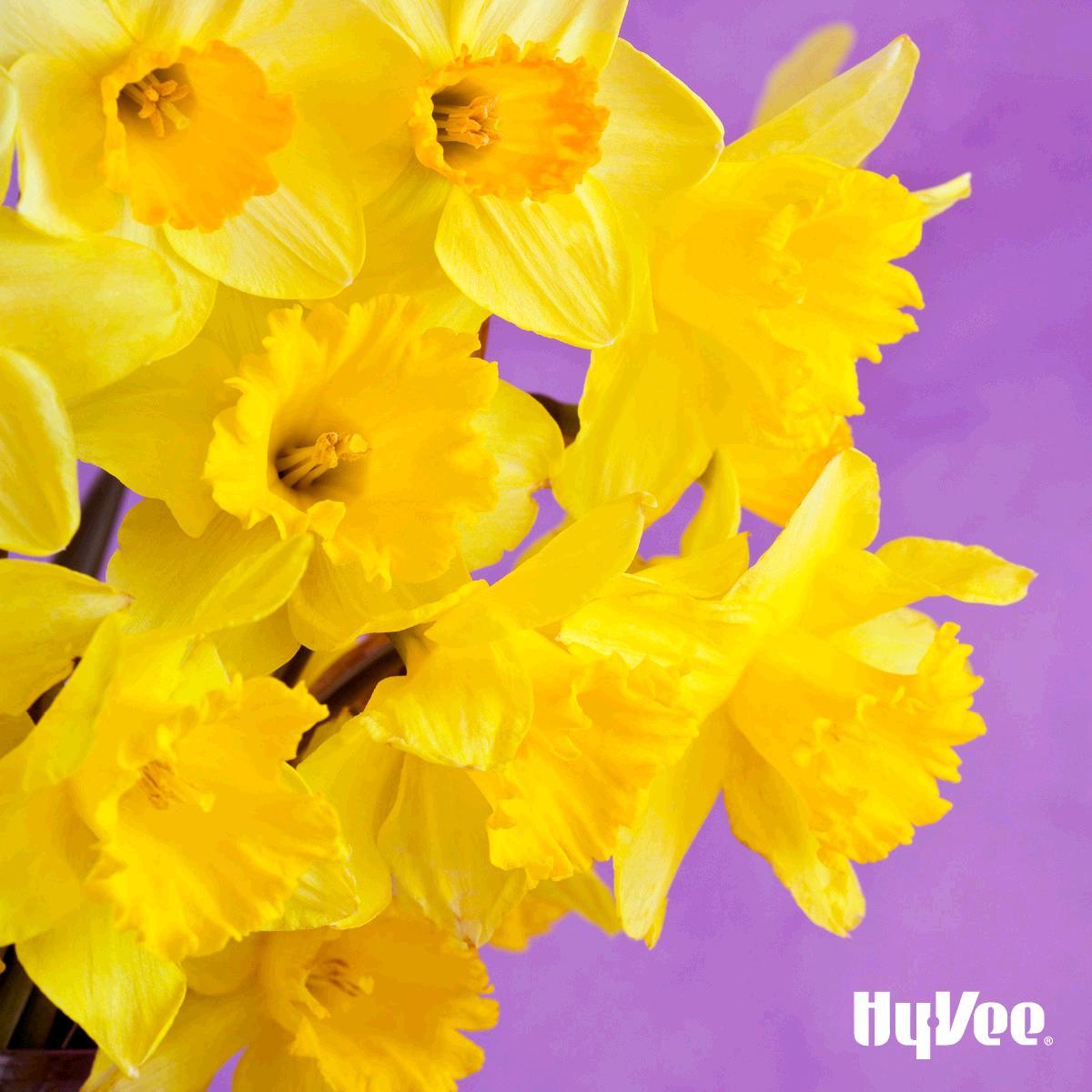 HyVee's tweet photo. The best way to celebrate the arrival of Spring? Daffodils. Get a 10 stem bunch for just $1.49. #SpringOn https://t.co/NkJ3LMcnRp https://t.co/elZ3c4eSZb