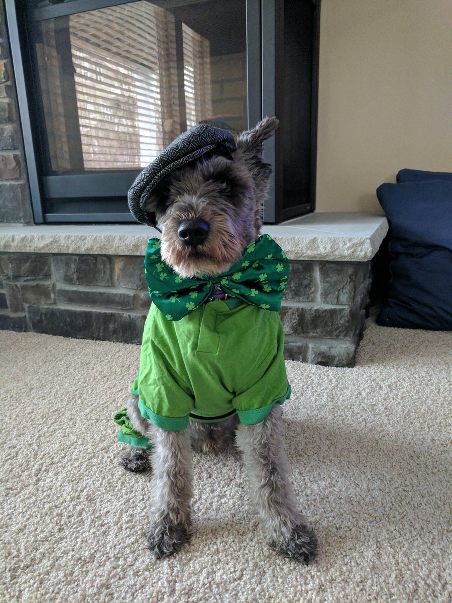 Finnmn's tweet photo. Erin go braless! HAPPY ST. PATRICK'S DAY!!! #StPatricksDay #drinklikeyoumeanit #partydog #nopincheshere #germanirish https://t.co/KTI3iYGage