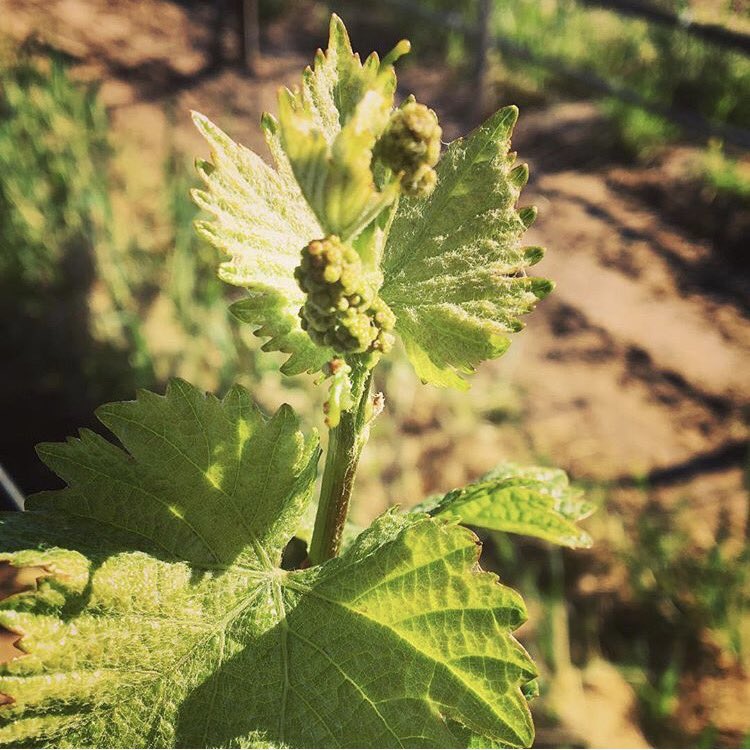 A little green to start off your #StPatricksDay. Two #pinotnoir flowers. #vintage2017 #nielsonvineyard #santamariavalley #smvwines