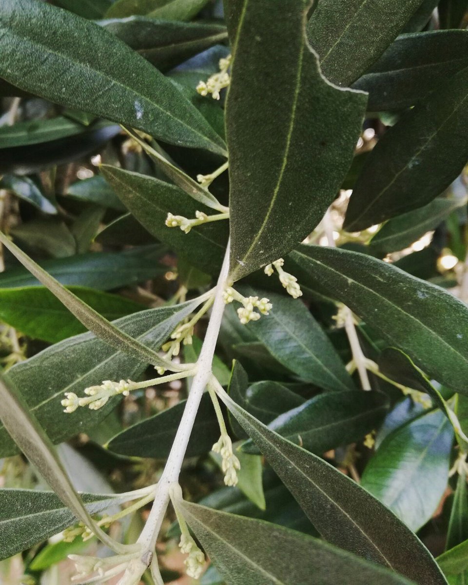 AzPietrasanta's tweet image. Ed ecco, le nuove gemme