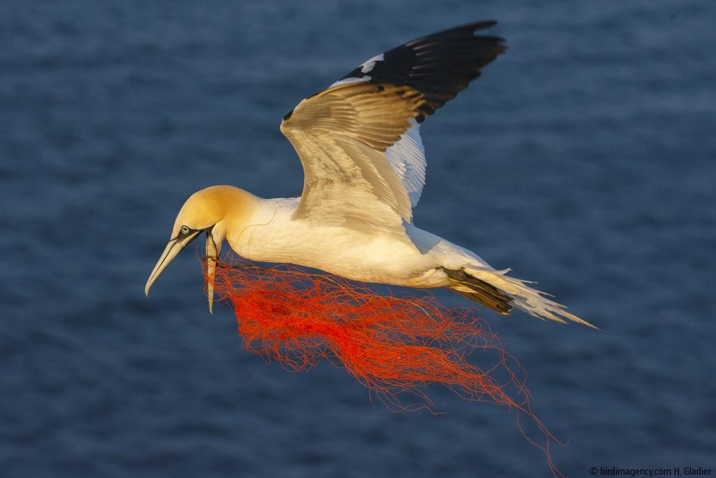EU_ENV's tweet photo. From entanglement to invasions of alien species: the harm caused by #marinelitter 🌊| New report by @EU_ScienceHub ➡️https://t.co/XsMbHYU20p https://t.co/nnMPO0dwAh