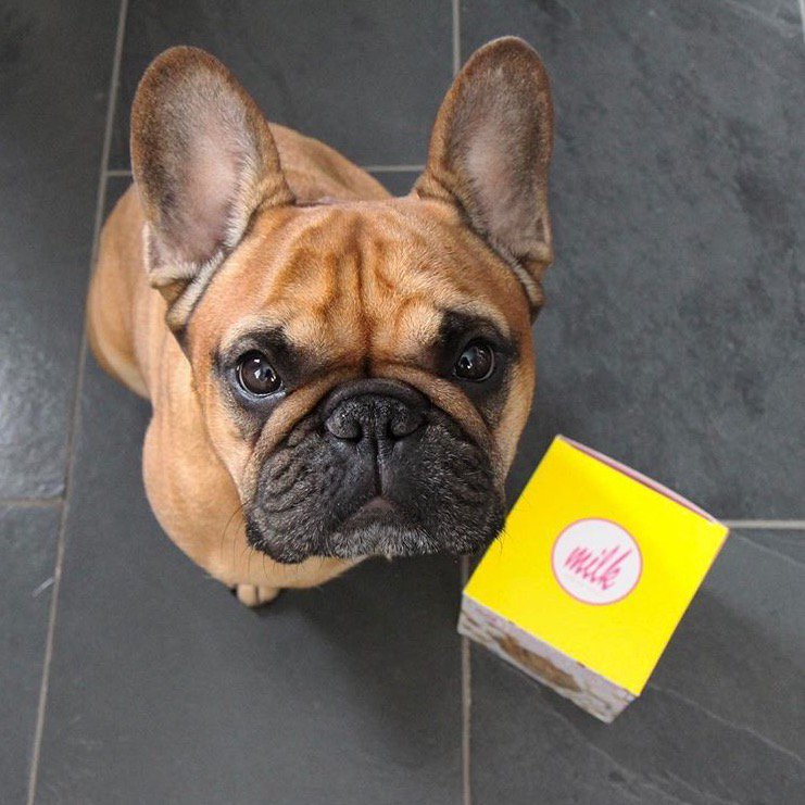 milkbarstore's tweet photo. baking & cute dogs ALWAYS go together! (πΈ: @russell_the_frenchie) find our mixes at @target and at https://t.co/qhH7mHtwme! πΆ#dogsofmilkbar https://t.co/2VYsAx5zXE