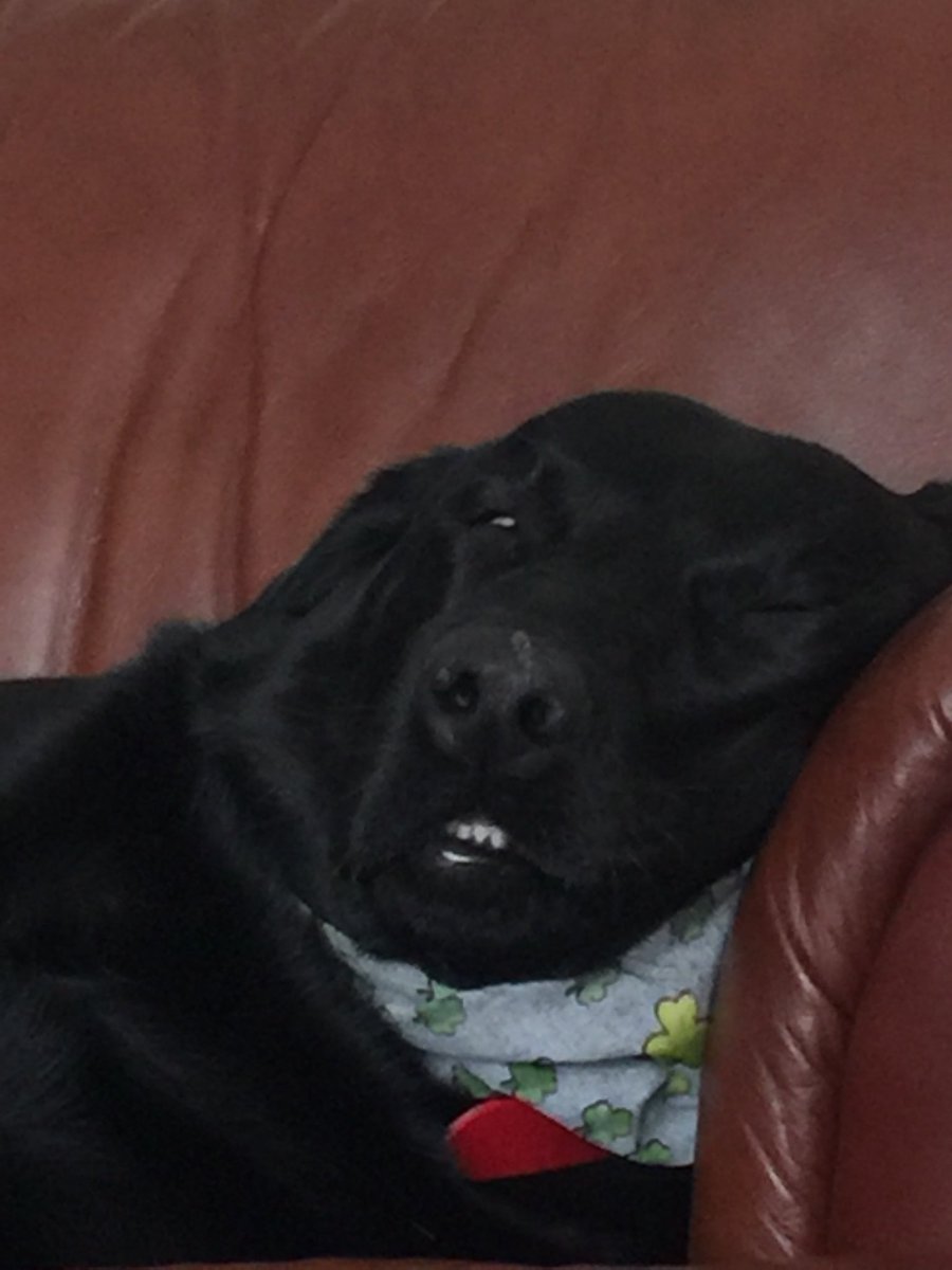 emdondero's tweet photo. My dog is broken #whyhelooklikedat https://t.co/fXVqjq8Yzx