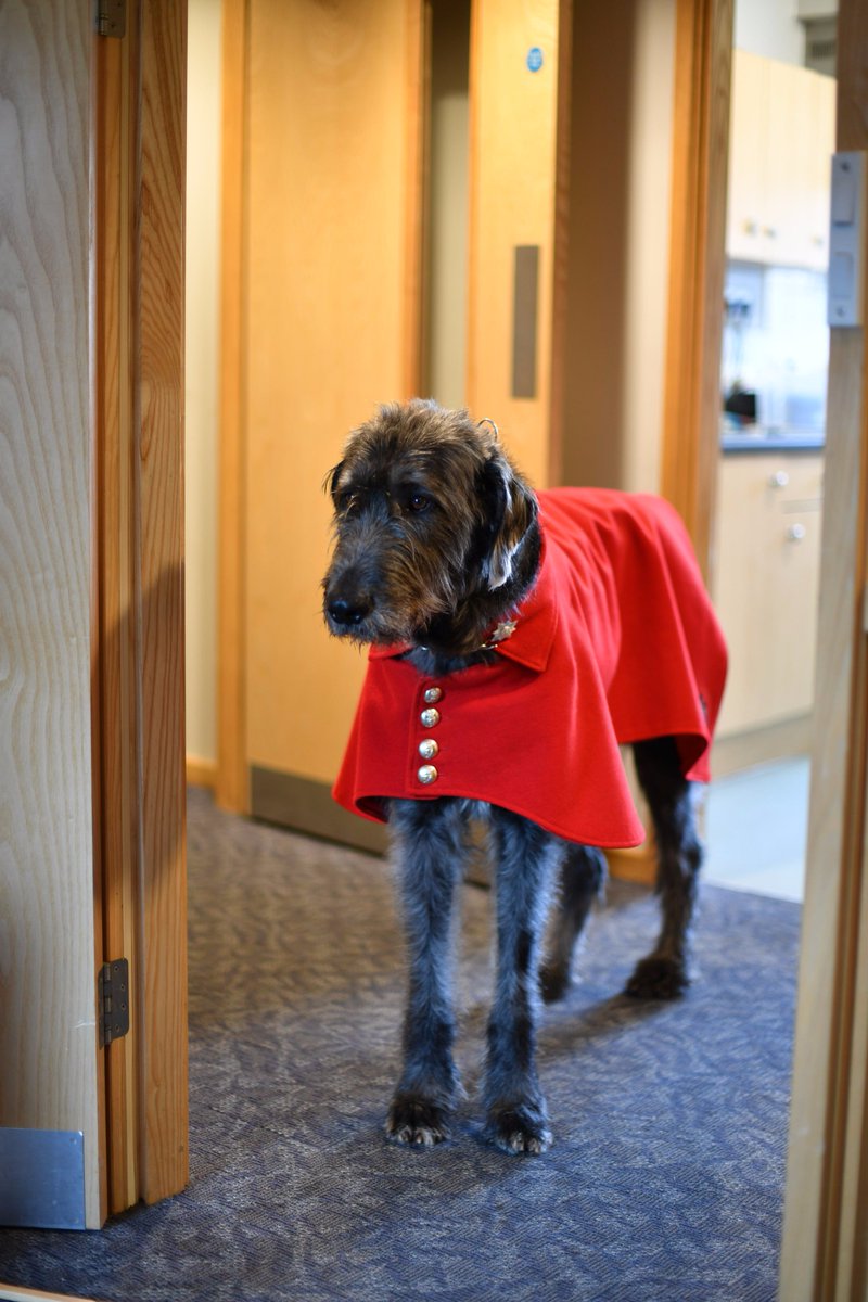 domhnall irish wolfhound