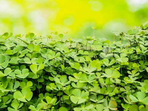 LaredoER's tweet photo. We hope you feel extra lucky today! #StPatricksDay https://t.co/RSupXeD8aD