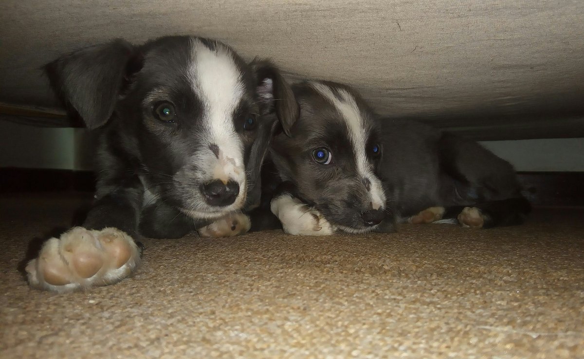 luanylobo's tweet photo. Sim, nΓ³s gostamos de ficar embaixo do sofΓ‘ πππππ #mypuppies #tombinhas #plumaeblu https://t.co/XX08AiwMgm