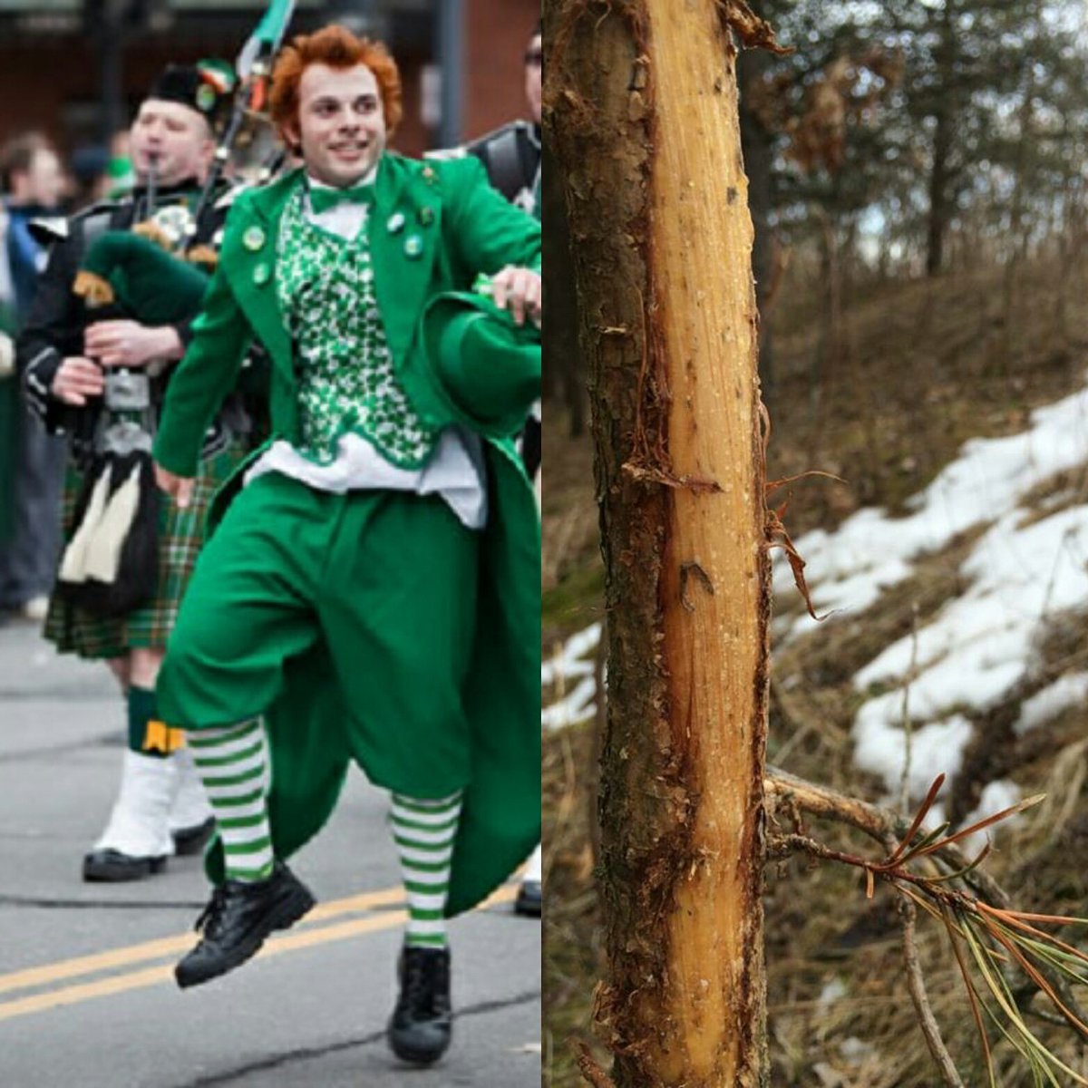 Big_Game_TS's tweet photo. Your #StPatricksDay vs our St. Patricks day... #BGTS https://t.co/tVpp8XAQH4