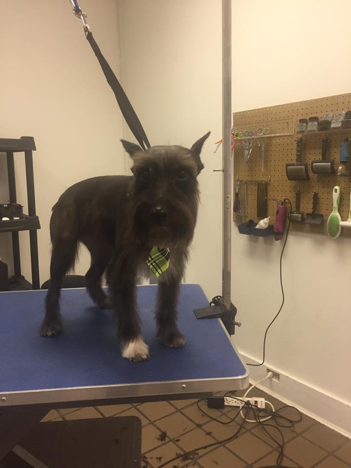MountainMutts's tweet photo. Even Germans are Irish on #StPatricksday  
He wore his green power tie.
🍀🍀 https://t.co/Ph2FcsWvRk