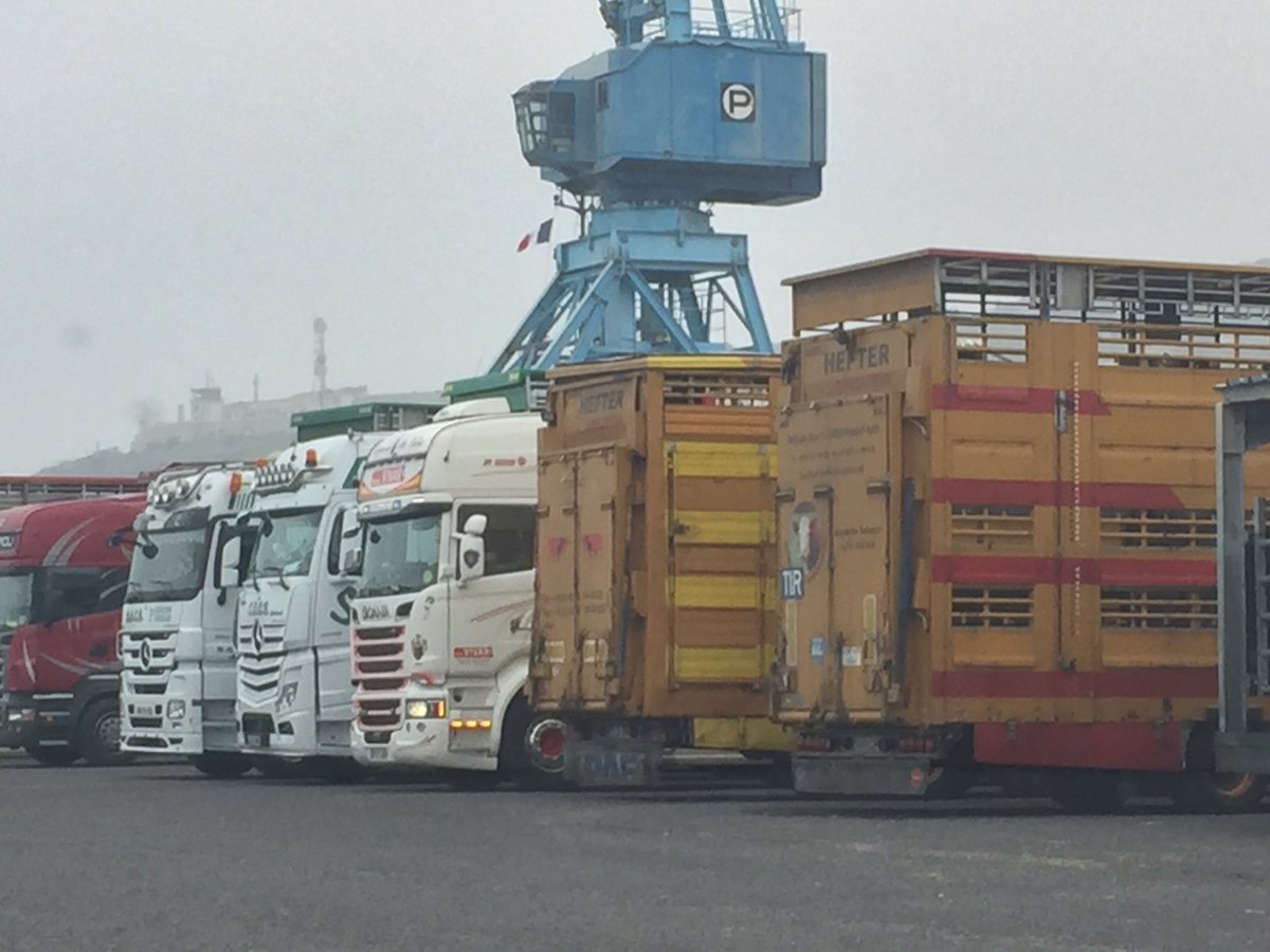 PortdeSete's tweet image. Exportation de bétail au départ de Sète, @PortdeSete leader européen sur ce trafic, 100 à 160 000 têtes par an.
