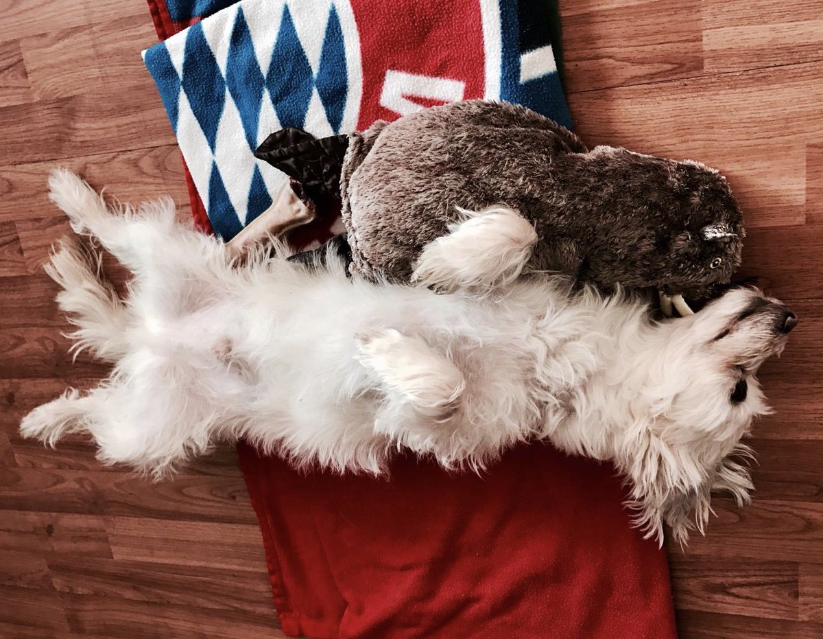 WebToGoMobile's tweet photo. We had a busy week at #WebToGo to prepare our new releases coming up #help2go #homenetwork
Our #officedog is ready for the #weekend #tgif https://t.co/V4UmnLVQAX