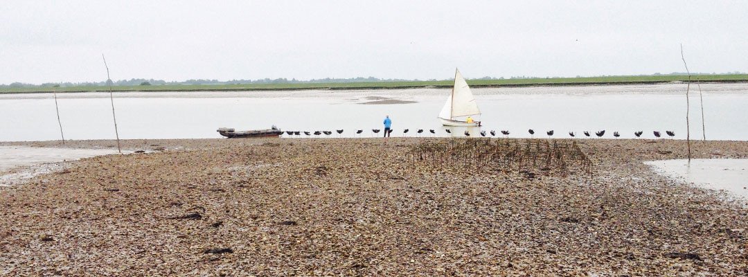 ShellfishRus's tweet image. A little introduction into what we are doing at the Fishery to regenerate our Native Oyster beds... colchesteroysterfishery.com/blogs/latest/n…