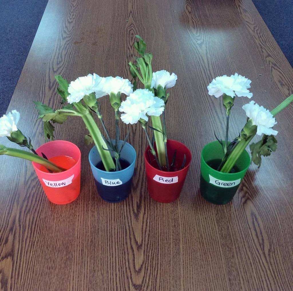 STEMismyJAM's tweet photo. Experiment 1: Will a plant's xylem still function if it isn't connected to its roots? #BESscope #scienceexperiment https://t.co/DjCy3dTT0V