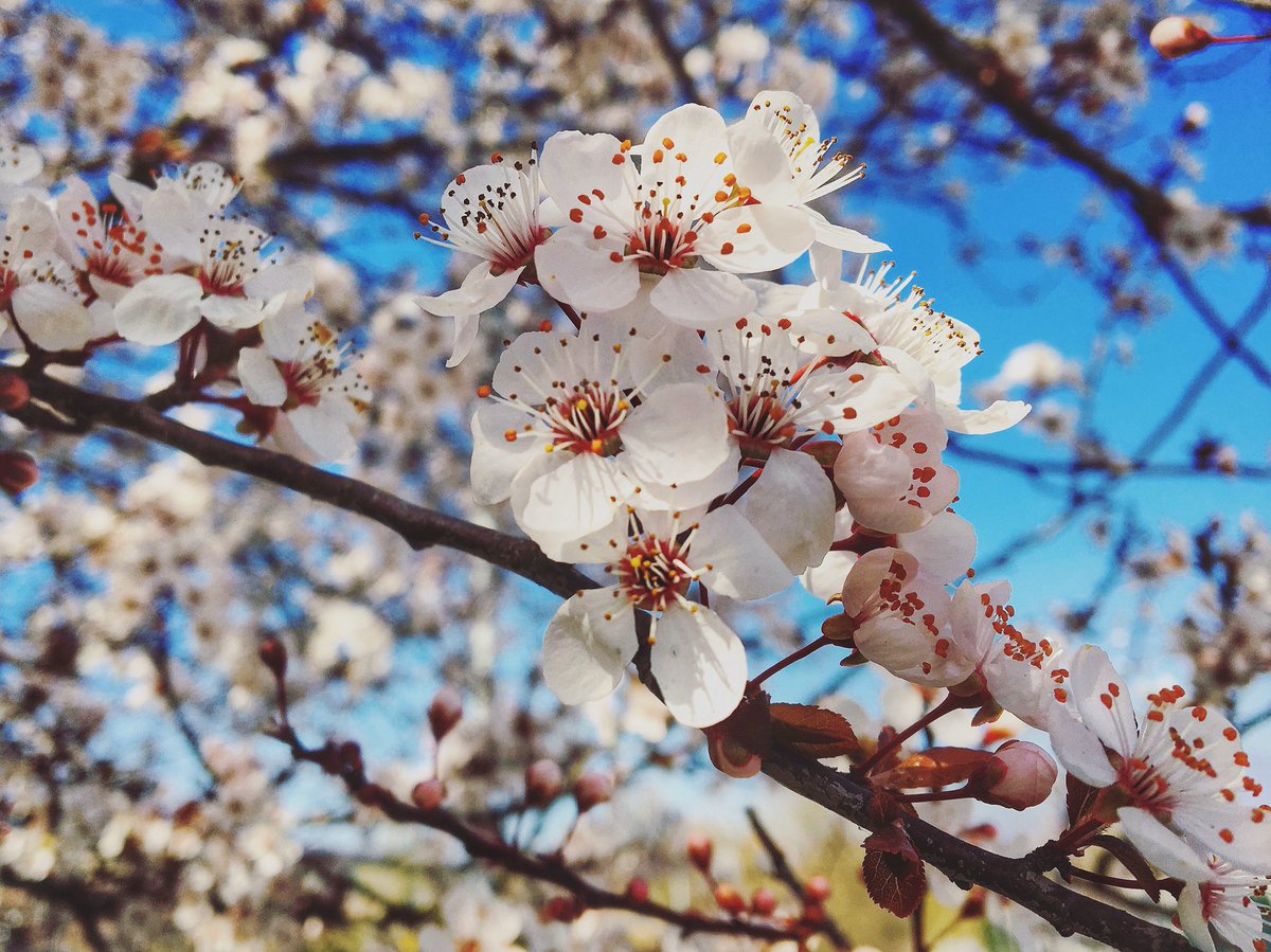 giulia_lb's tweet photo. #Venerdi17 e la primavera è sempre più vicina. 🌸🌾 https://t.co/6YJj8TP6Fz
