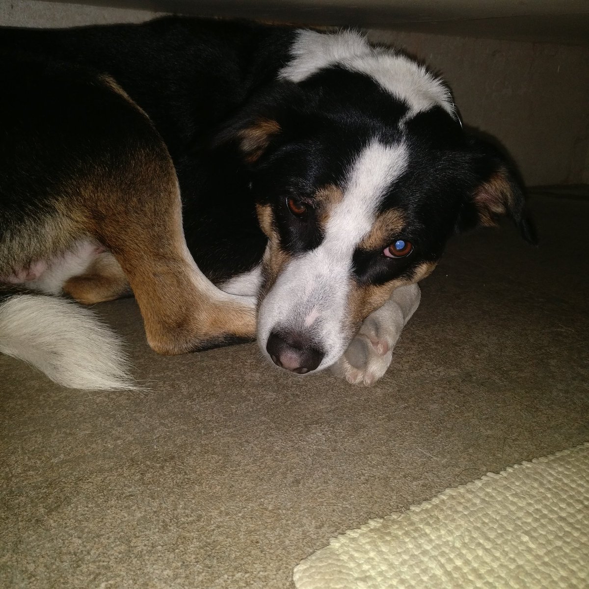 sanjeevahlu's tweet photo. Can a dog be traumatised by being excluded & lockedup when #dogunfriendly humans encroach on his space? Heart rending to see Sheru suffer. https://t.co/6mxQSPeApg