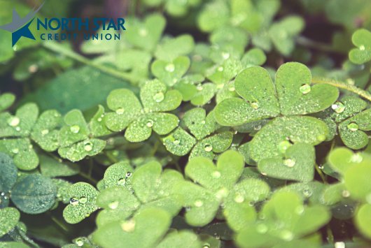 Happy St. Patrick's Day! Wishing you a four leafed clover!