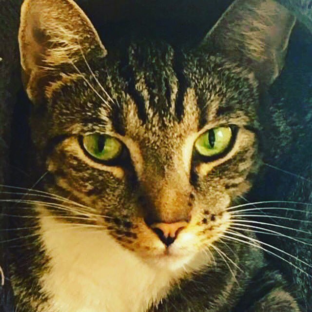 causeforpawsfl's tweet photo. #Johnny5 #catsoftwitter #caturday #cat #rescue #causeforpawsfl https://t.co/qnDnNKtkSv