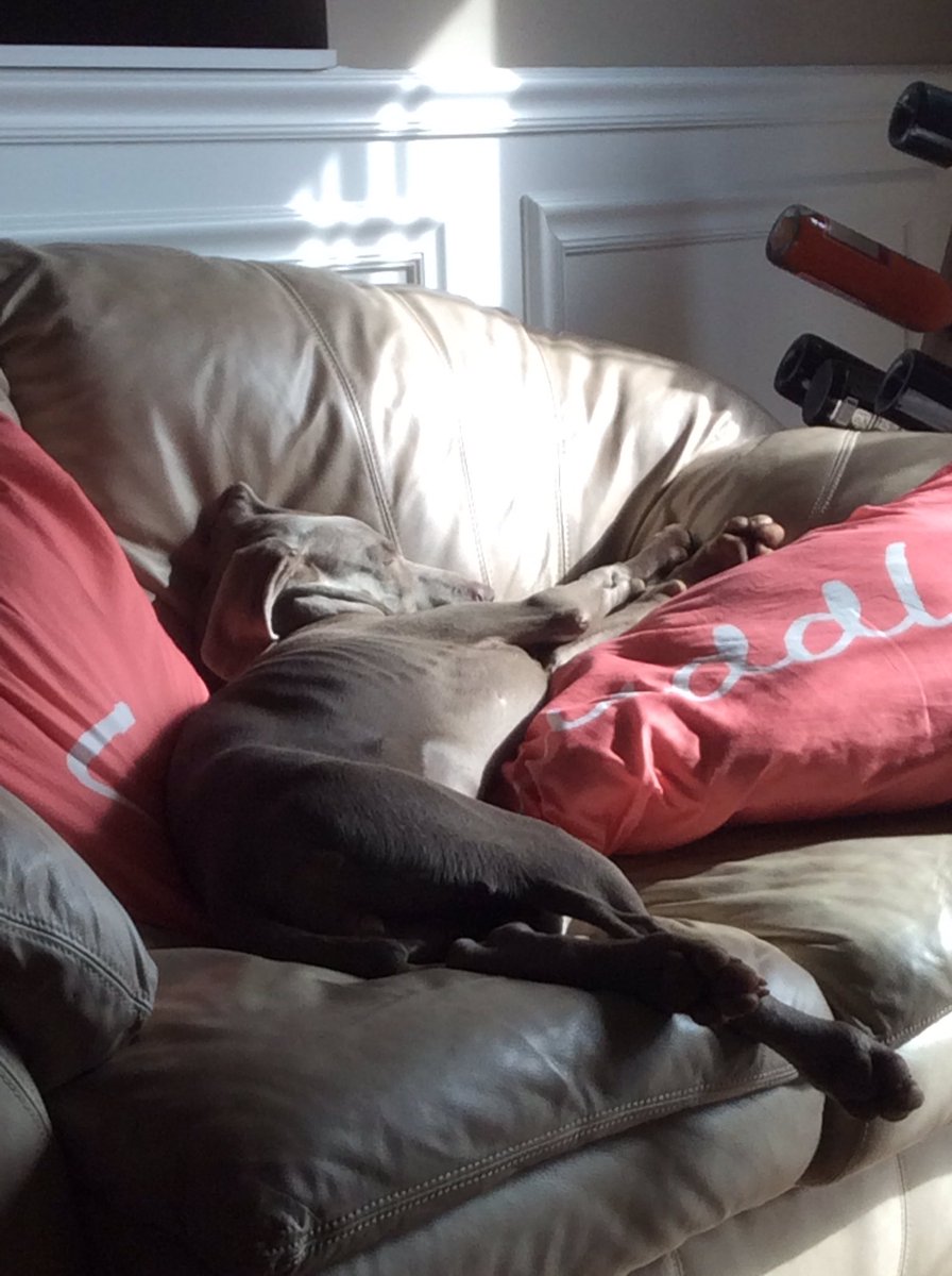 Riley The Rescue tweet media