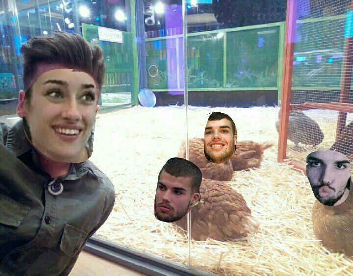 cr11spy's tweet photo. Uy cómo está el gallinero. #MeDesPoLlo https://t.co/zFoLszIGNF