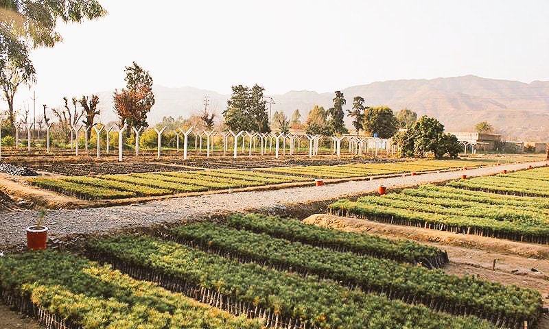 AsadRahim's tweet photo. Also sat down with #BillionTreeTsunami's @aminattock, and how it's shaking up KP. Tonight on #DoRaaye @Dawn_News at 10. @fasi_zaka https://t.co/rNcB2hvQZD