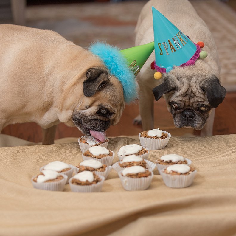 BodieSpanky's tweet photo. I'm 10 and Spanky is 14 today!!! 🎉🍾🎊🍹🎈💚☘️#pugs #birthday #dapperduo #pugchat #puglife #StPatricksDay https://t.co/DfSX9Yg9Qb