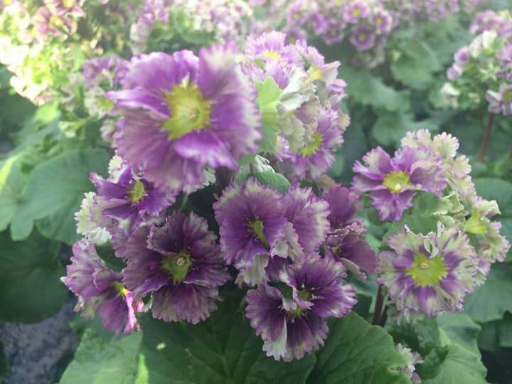 SamenloopD's tweet image. Morgen staan wij bij @SVSchalkhaar met een geweldig koopje: traytje met 10 primula-obconica&apos;s voor 5€. Opbrengst voor KWF. @InSchalkhaar