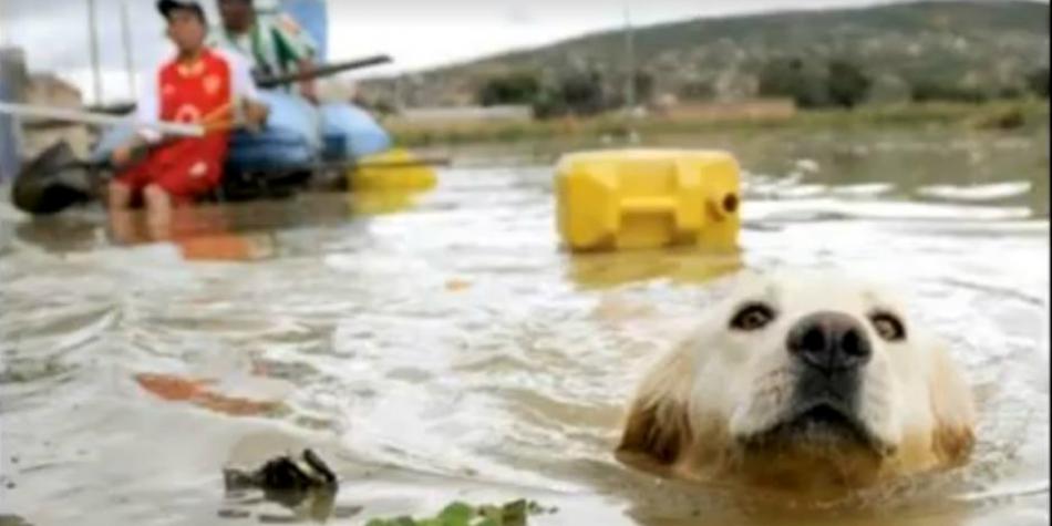 tromepe's tweet photo. #VIDEO y #FOTOS | ¡Ellos también necesitan de ti! Así puedes ayudar a los animalitos afectados por los huaicos►https://t.co/w04wTIJPqv https://t.co/Vd0QoSeNg1
