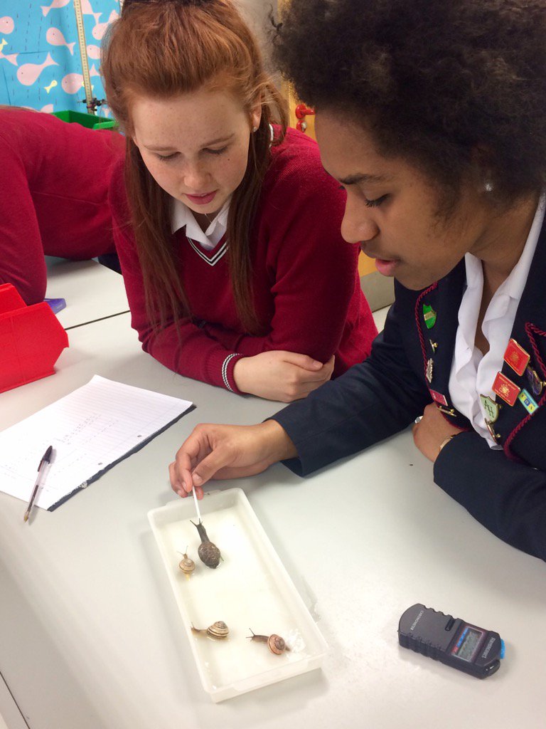 hmsg_stem's tweet photo. Y13 investigating habituation in snails #ethics #slimy #learning https://t.co/NqioycuxUv