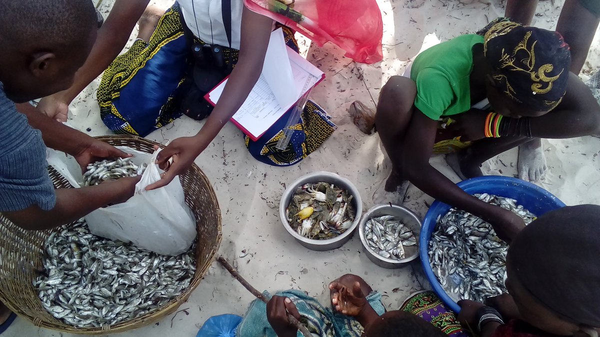 JeremyHuet1's tweet photo. Study of mosquito net fisheries @OurSeaOurLife @anamariguesa @Darwin_Defra @ZSLMarine @fndtn_Ensemble @BeccaEShort https://t.co/Zqh6o4GPPg