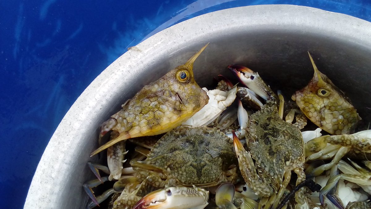 JeremyHuet1's tweet photo. Study of mosquito net fisheries @OurSeaOurLife @anamariguesa @Darwin_Defra @ZSLMarine @fndtn_Ensemble @BeccaEShort https://t.co/Zqh6o4GPPg