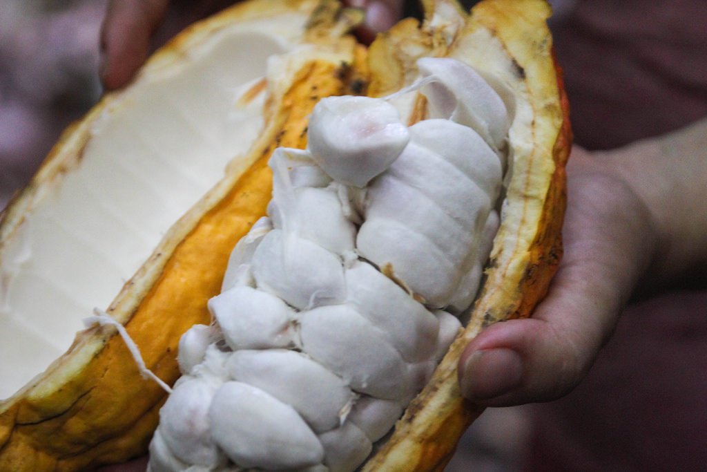 Suavva's tweet photo. When Cacao fruit was discovered by Christopher Columbus, he first thought it was a large almond, but he was so wrong 😋 https://t.co/H6Z0Opil9w