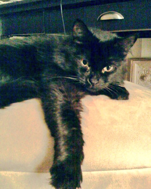 AmyKate8LFC's tweet photo. On this day in 2009 my life changed for the better. I adopted my baby girl.  She's my world &amp; I love her to bits!  #DublinKitty #KittyLove https://t.co/9t8zwq7rh7