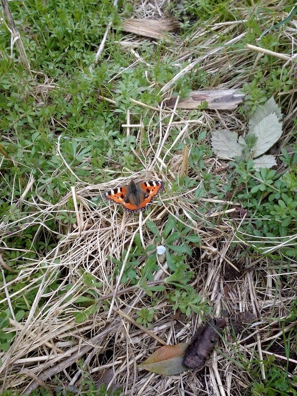 Spotted! First butterfly of the year, Small tortoiseshell @GrowCentre #communityconservation #ispotwildlife