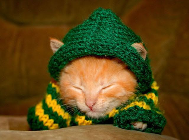 r_atcheson's tweet photo. "Kiss me, I'm Irish." -adorable kittens everywhere. #AdoptDontShop https://t.co/yhw86FSwMz