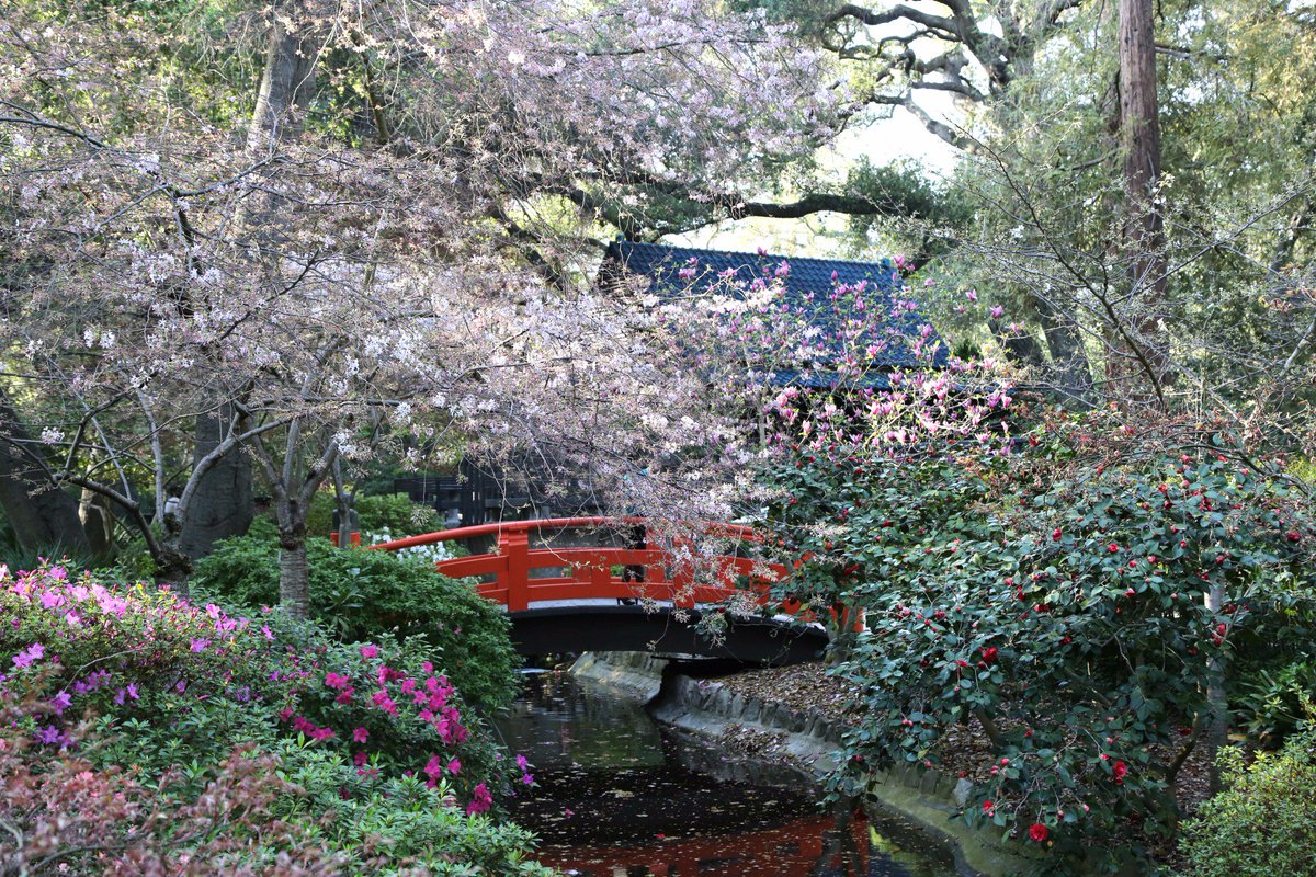 DescansoGardens's tweet image. The 'Beni-Hoshi' cherry trees in the Japanese Garden are starting to burst with the most beautiful pink blooms 🌸 #exploredescanso
